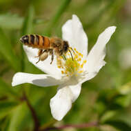 Imagem de Anemone nemorosa L.