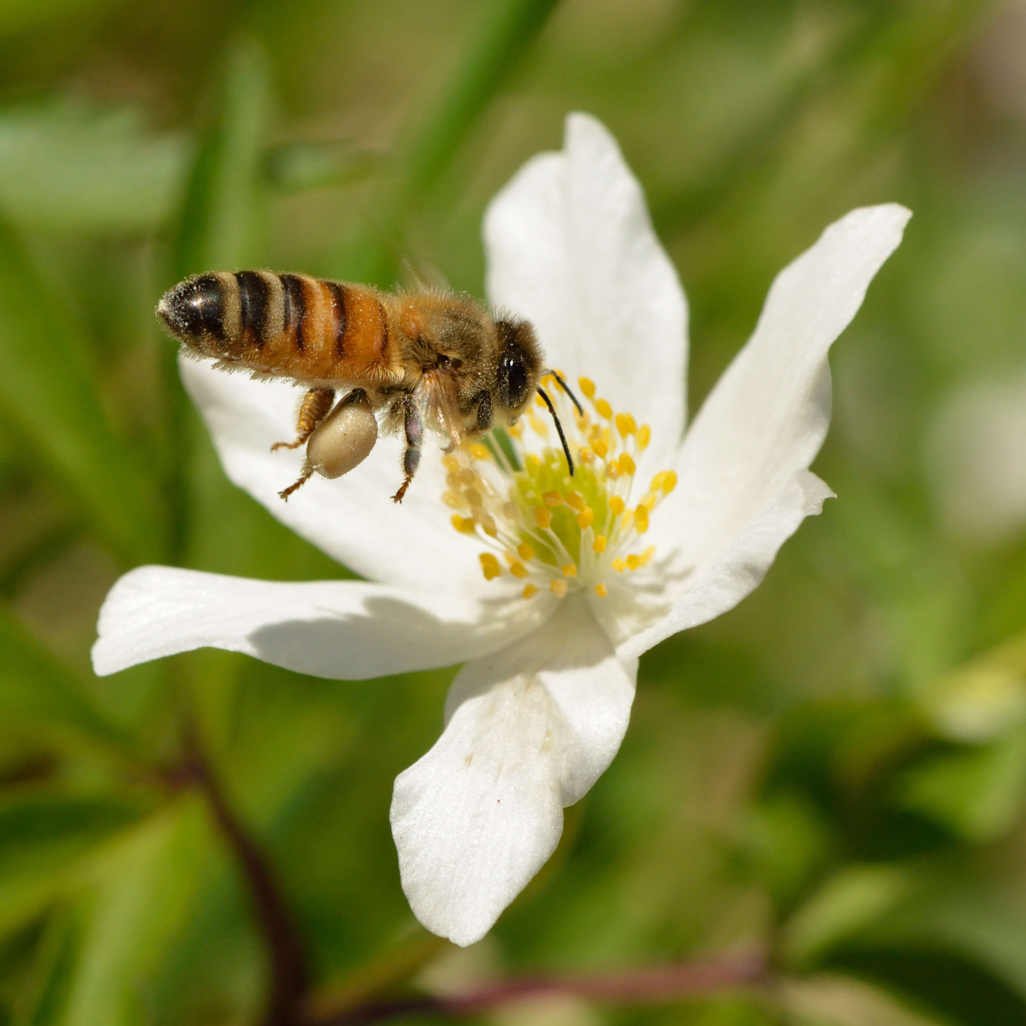 Image of European thimbleweed