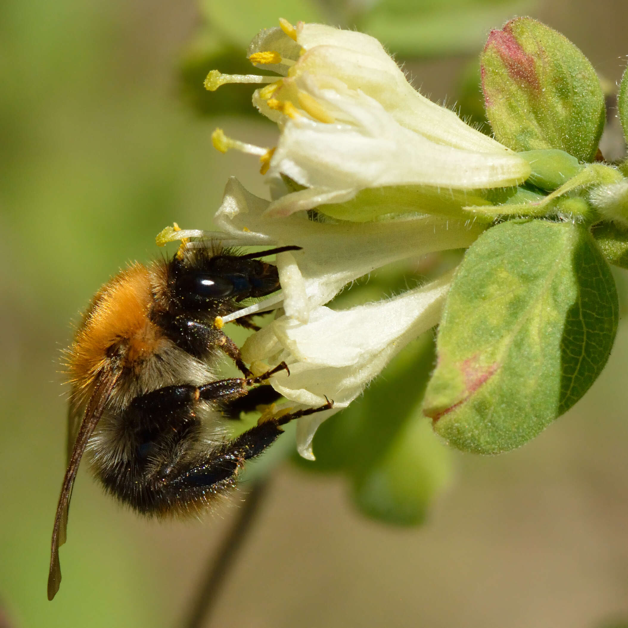 Imagem de Lonicera caerulea L.