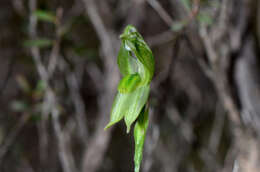 Image of Mallee leafy greenhood