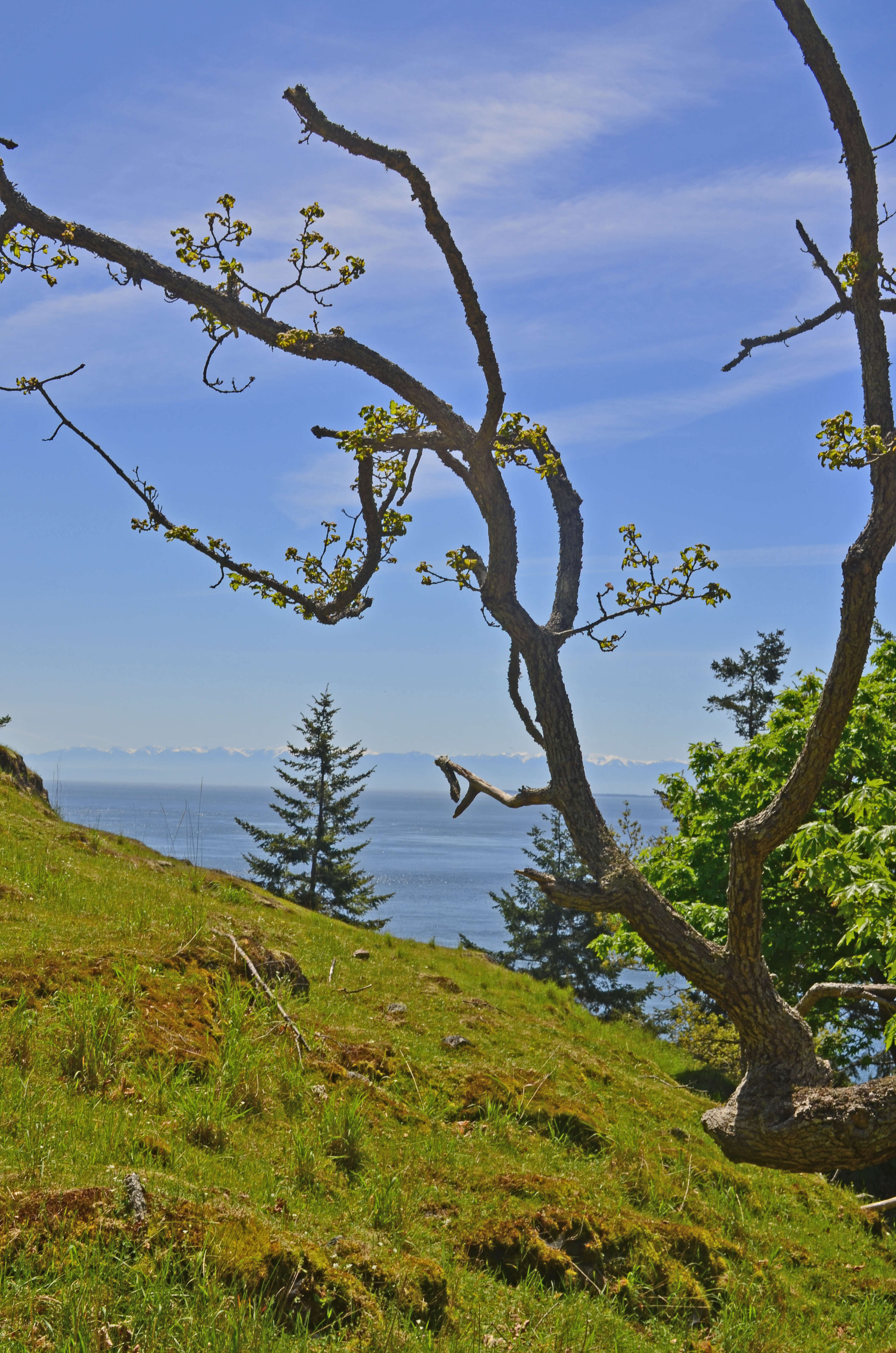 Image of Brewer Oak