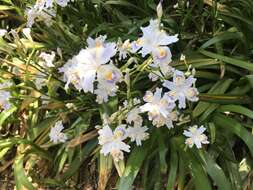 Sivun Iris japonica Thunb. kuva