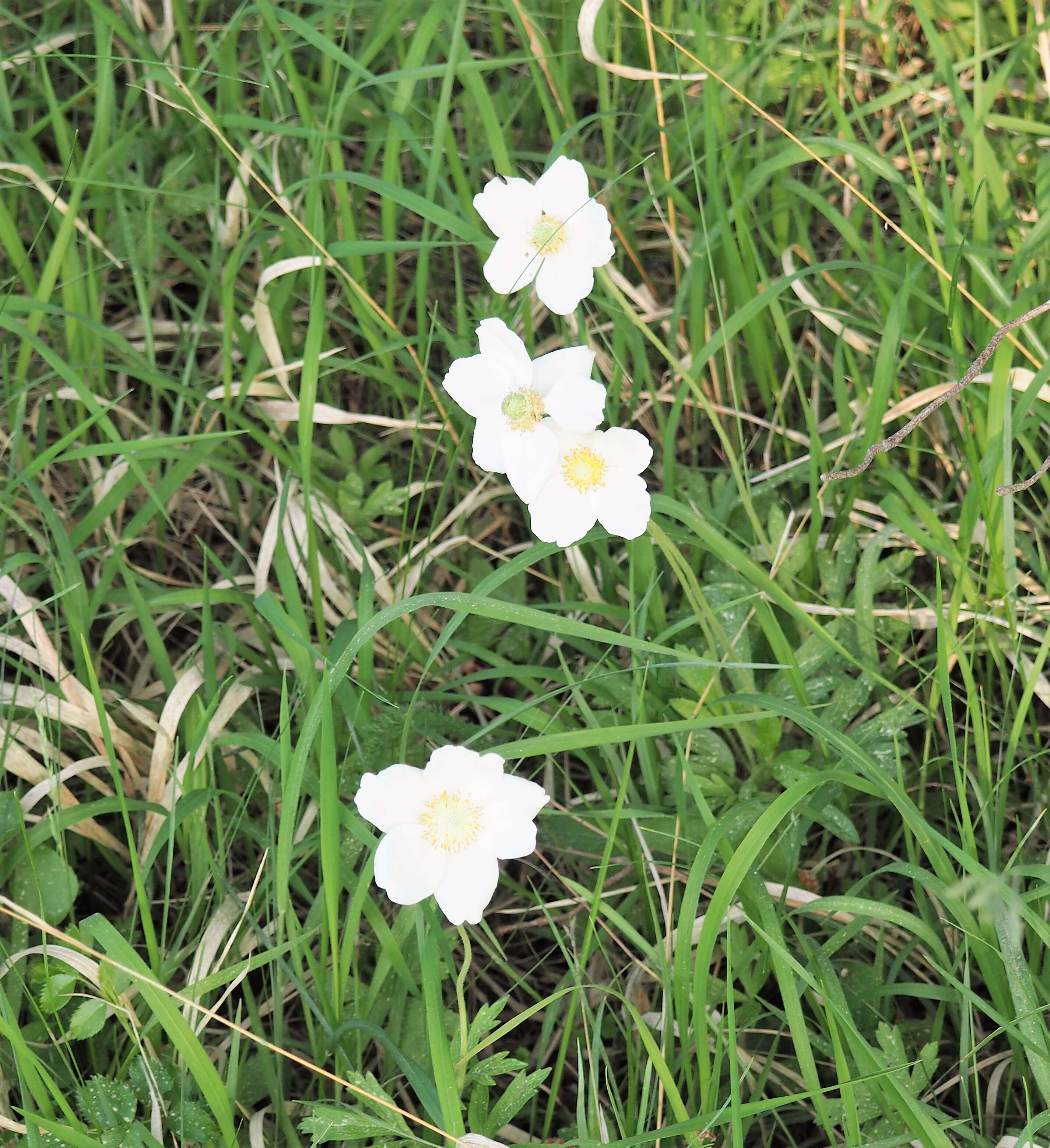 Image of Snowdrop Anemone