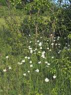 Image of Snowdrop Anemone