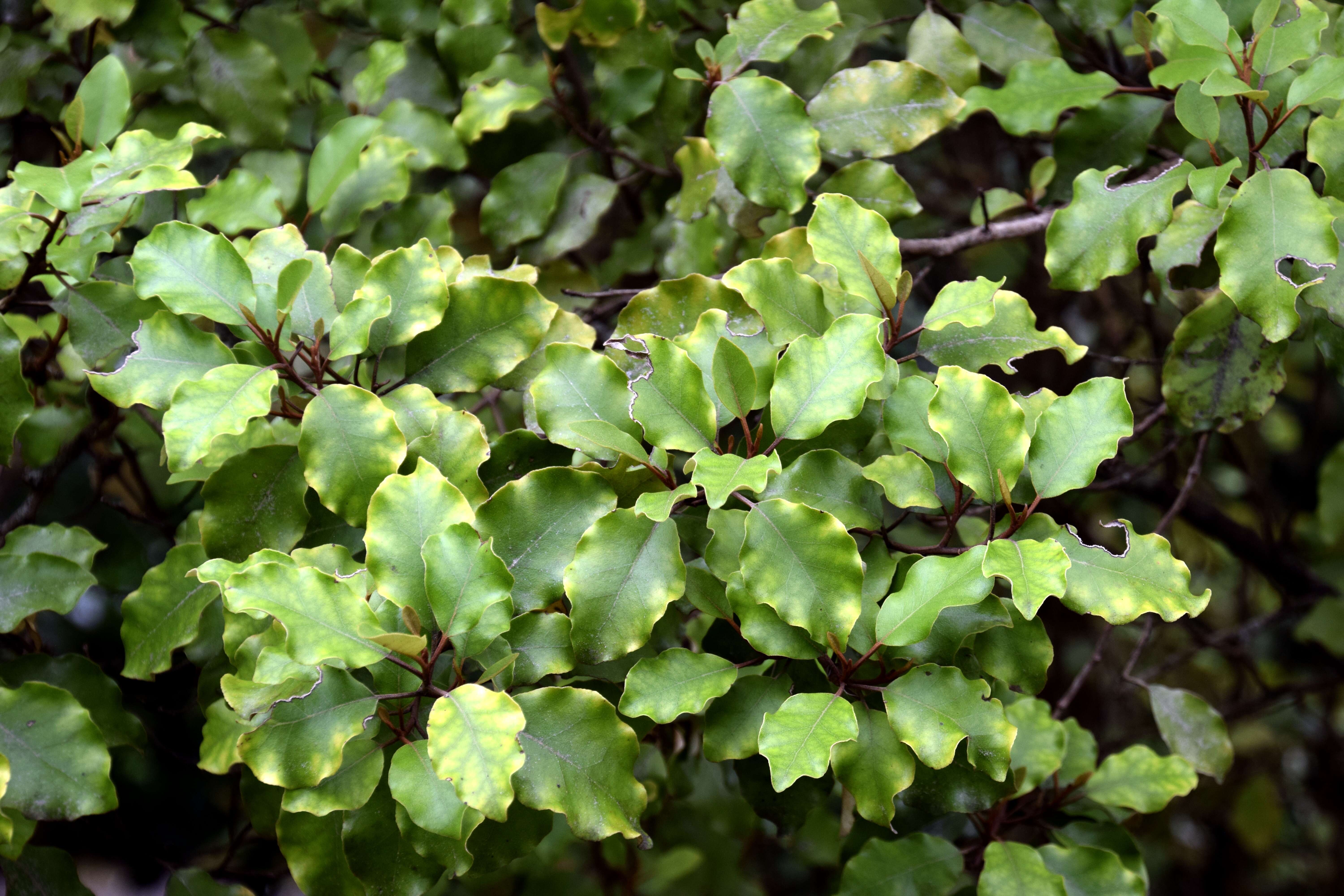 Olearia paniculata (J. R. & G. Forst.) Druce resmi