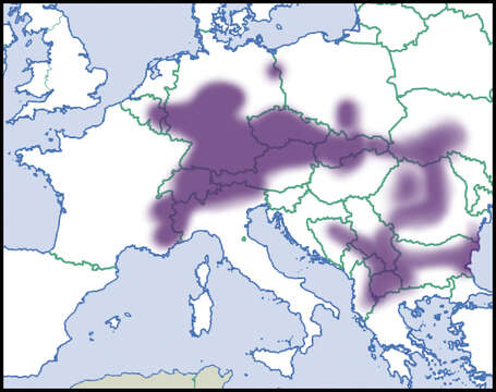 صورة Pupilla sterrii (Voith 1840)