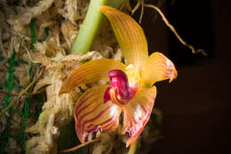 Image of Bulbophyllum pustulatum Ridl.