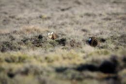 Image of Gunnison sage-grouse; greater sage-grouse