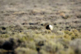 Image of Gunnison sage-grouse; greater sage-grouse