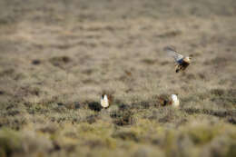 Image of Gunnison sage-grouse; greater sage-grouse