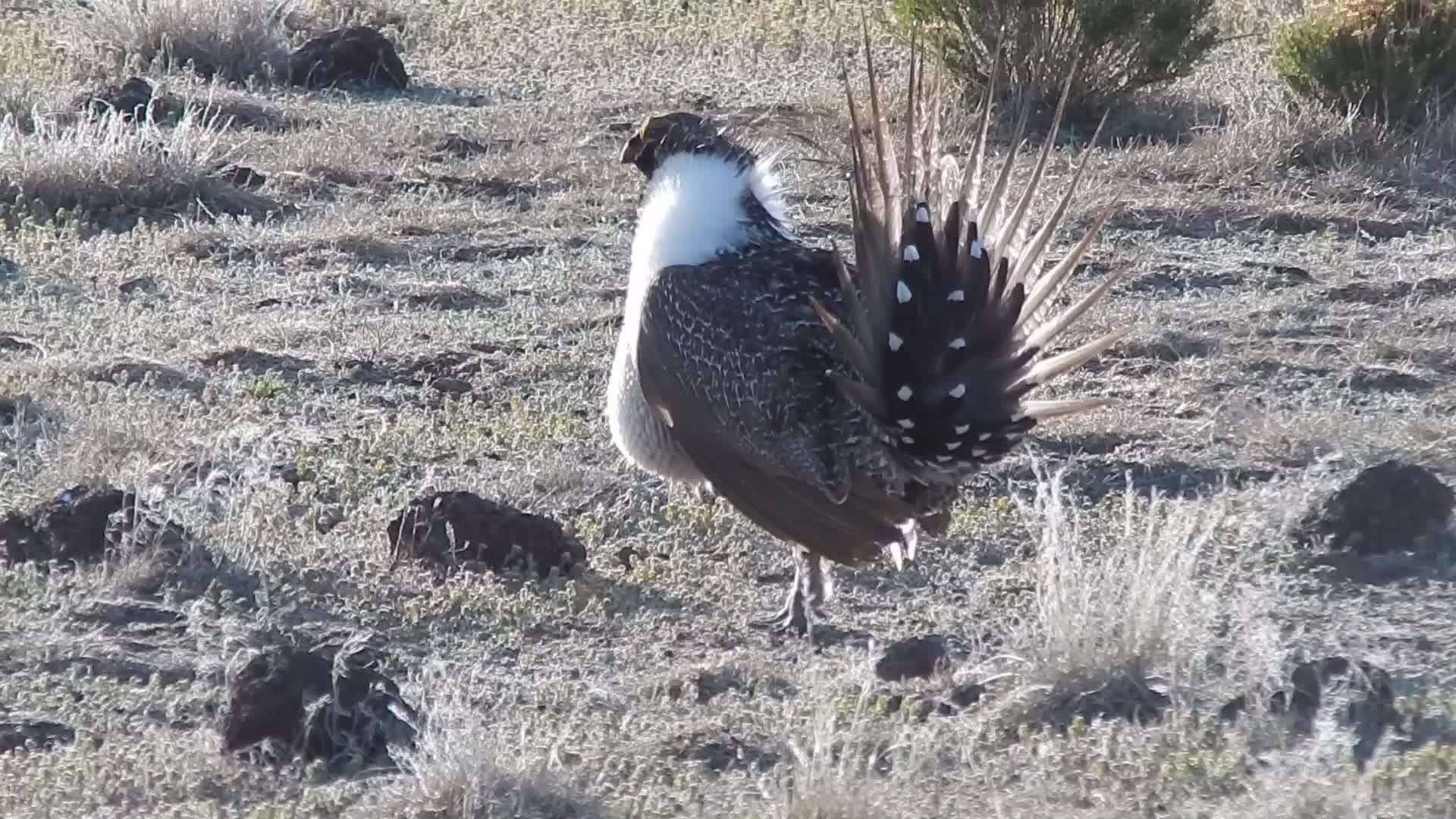 Image of Gunnison sage-grouse; greater sage-grouse