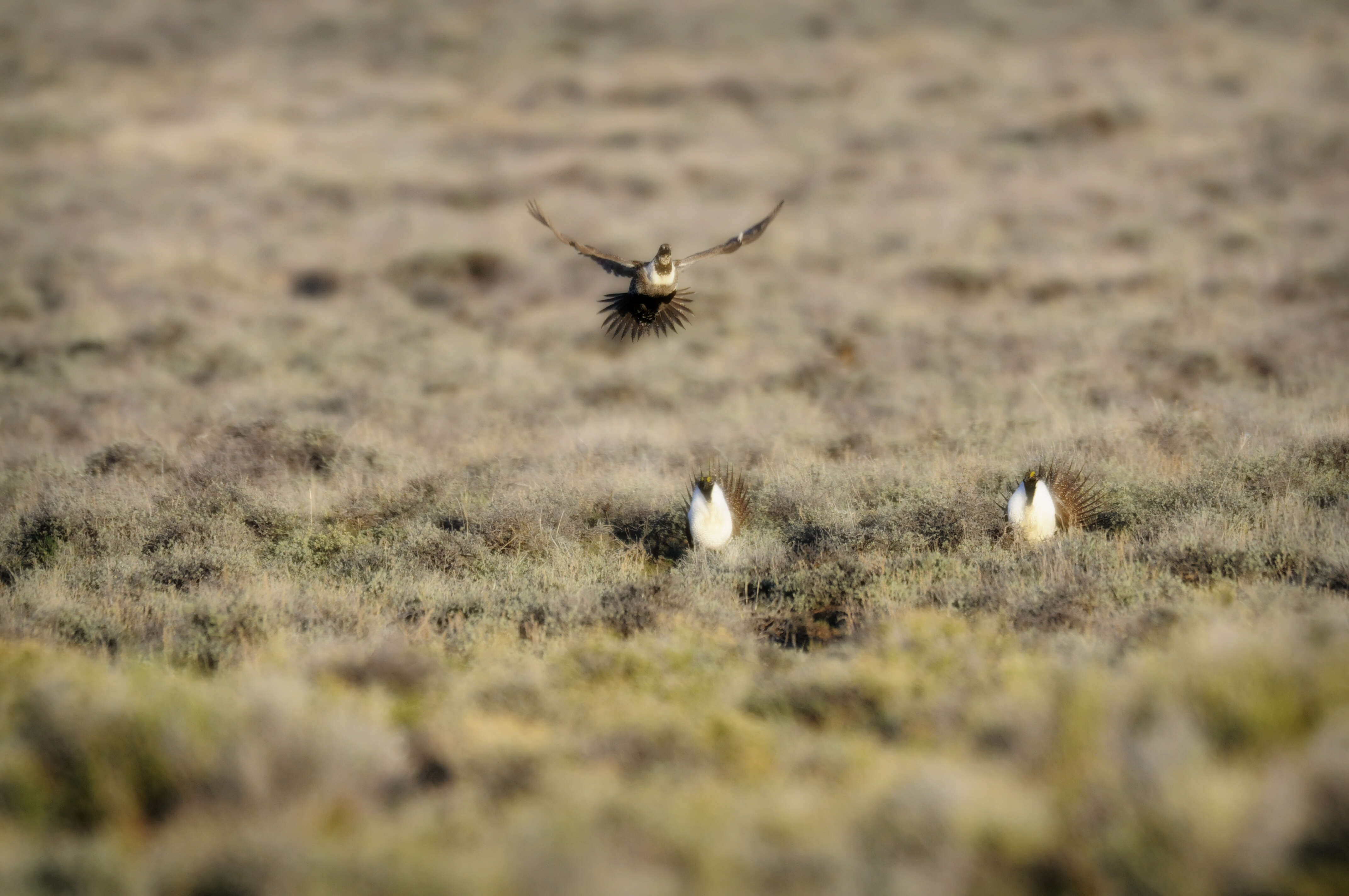 Image of Gunnison sage-grouse; greater sage-grouse