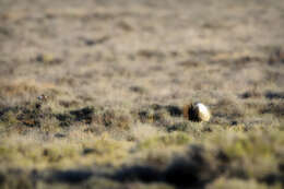 Image of Gunnison sage-grouse; greater sage-grouse