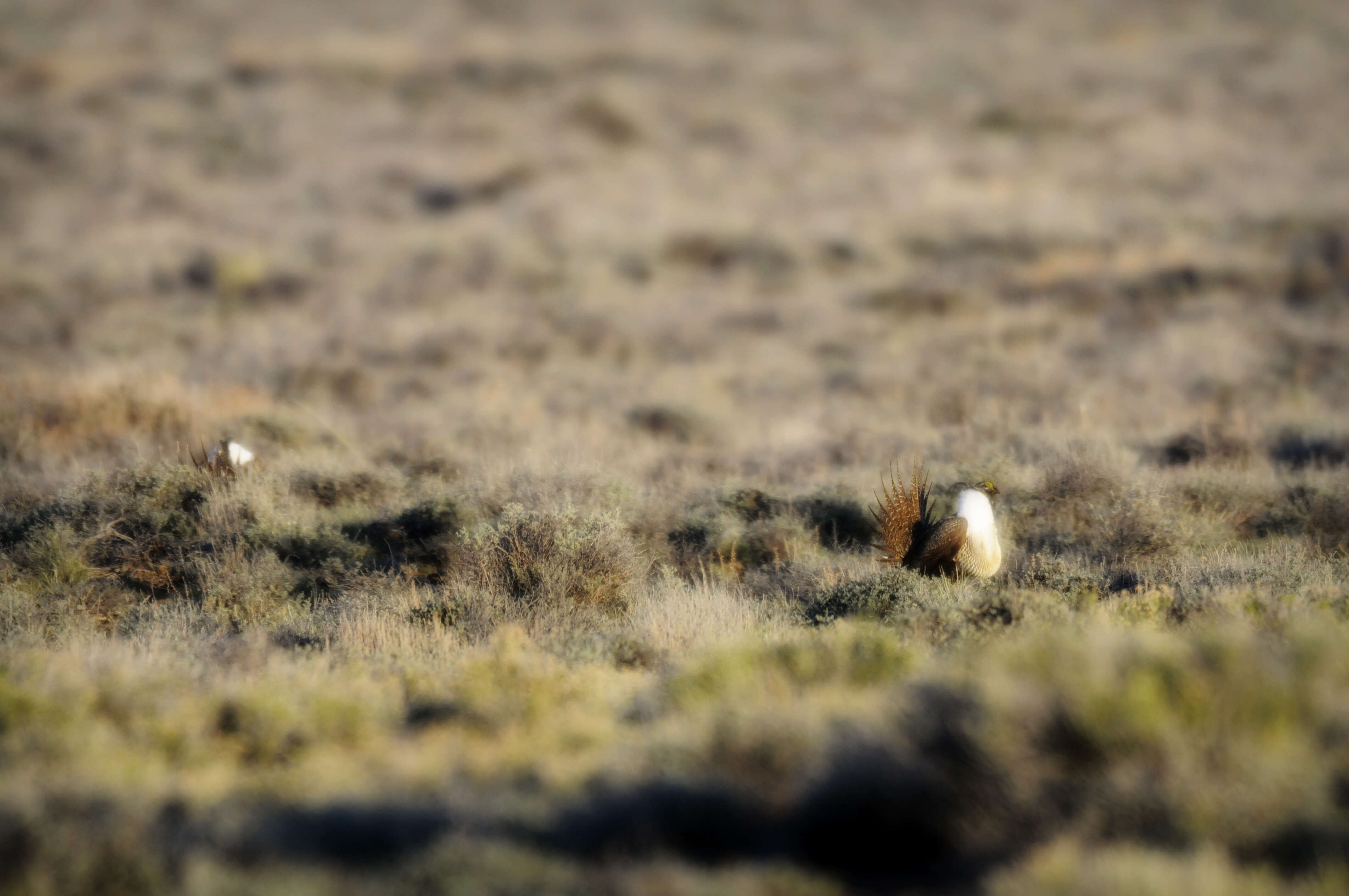 Image of Gunnison sage-grouse; greater sage-grouse