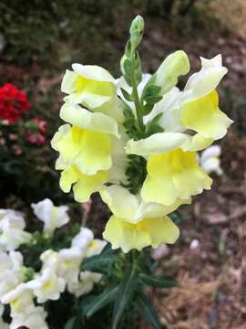 Plancia ëd Antirrhinum majus L.