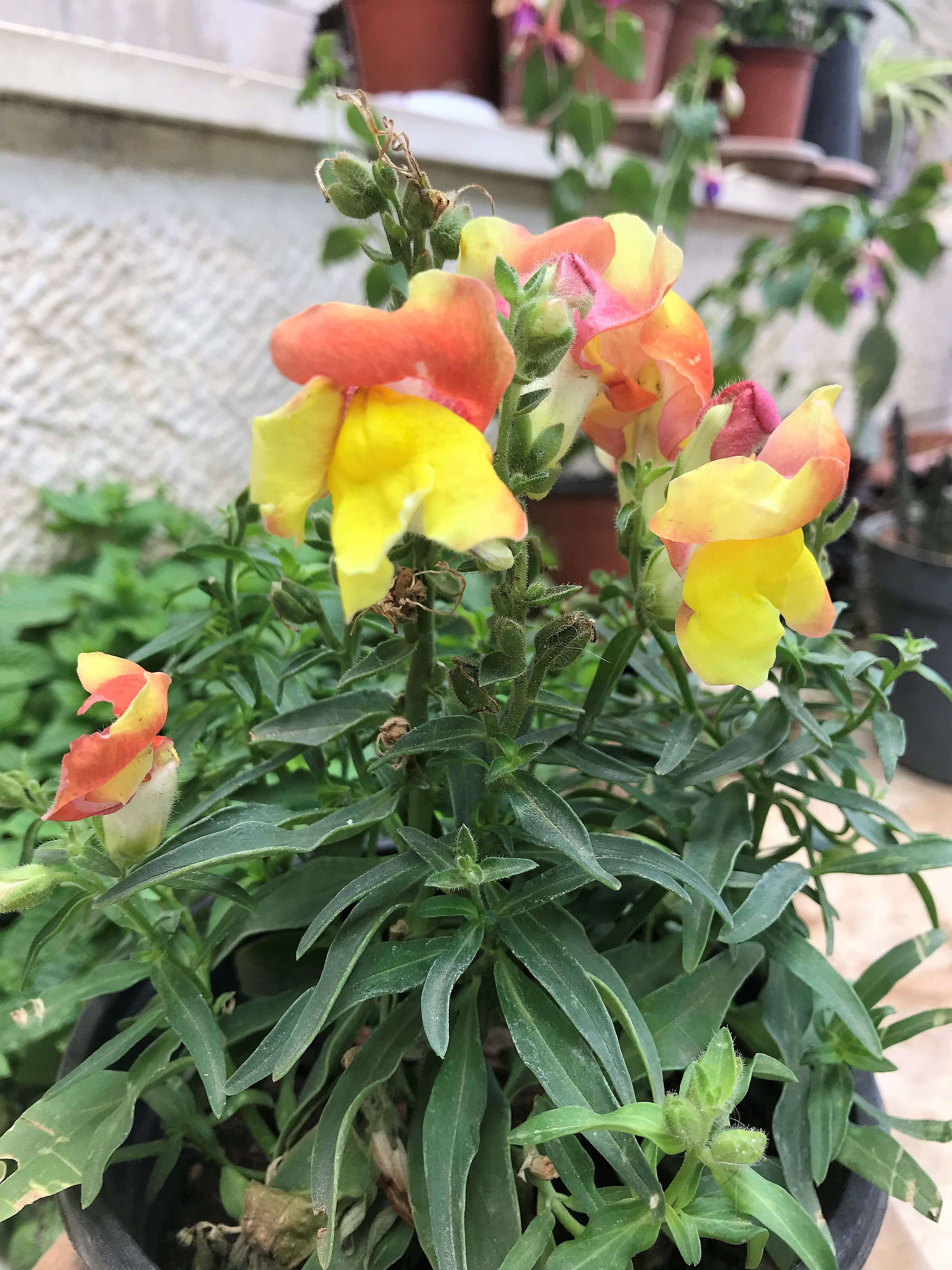 Plancia ëd Antirrhinum majus L.