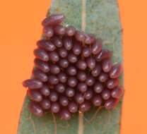 Image of Chrysomela populi