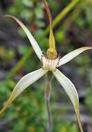 Image of Scented spider orchid