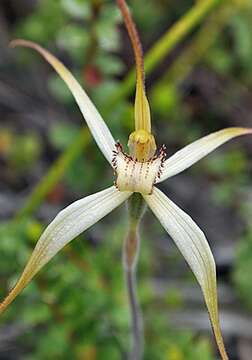 Image of Scented spider orchid