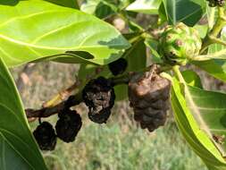 Image of Indian mulberry