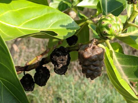 Image of Indian mulberry