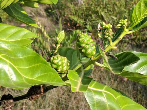 Image of Indian mulberry