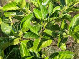 Image of Indian mulberry