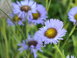 Image of seaside fleabane