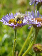 Image of seaside fleabane