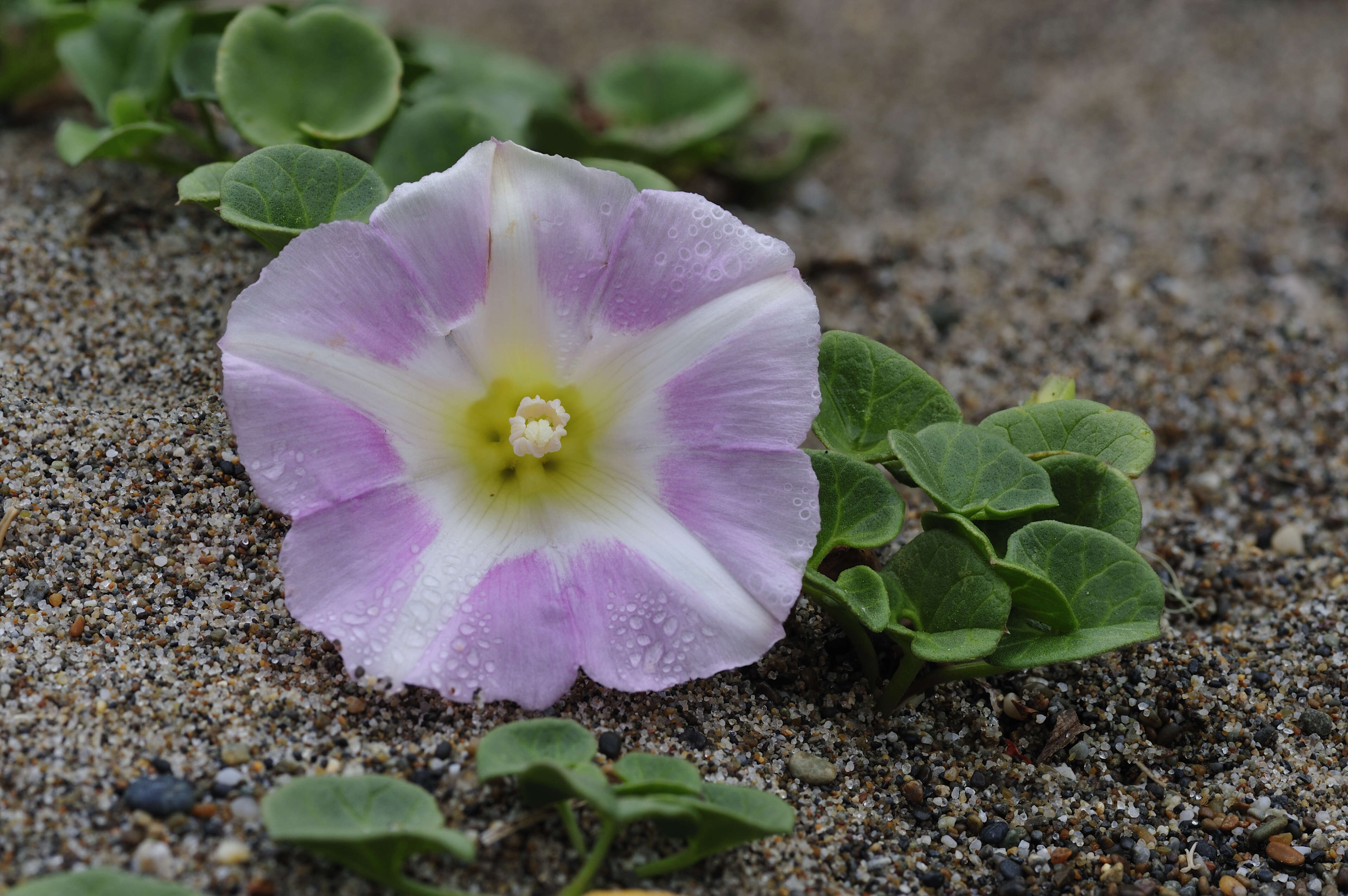 Plancia ëd Calystegia soldanella (L.) R. Br.