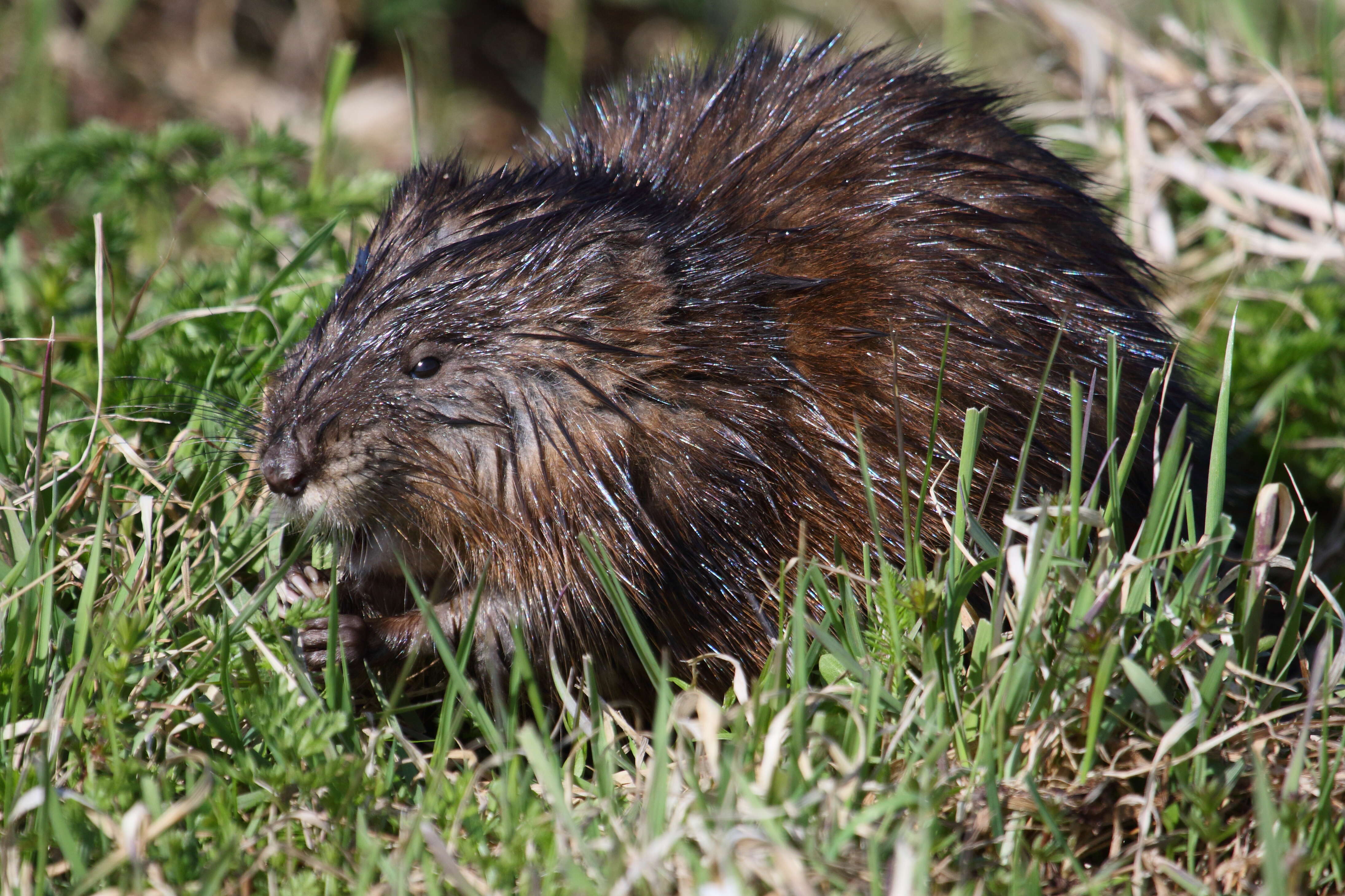 Image of muskrat