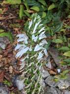 Lobelia nicotianifolia Roth resmi