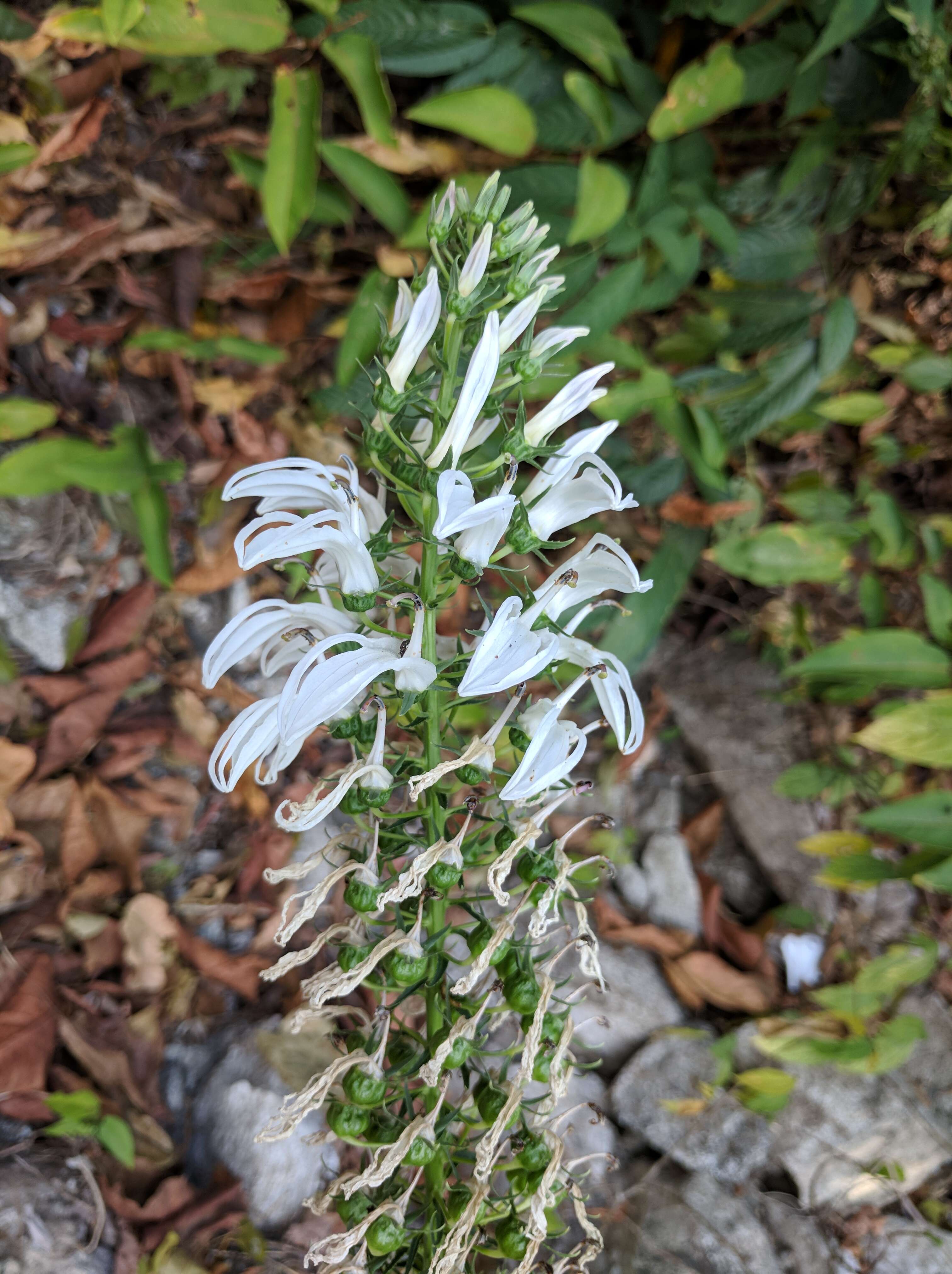 Lobelia nicotianifolia Roth resmi