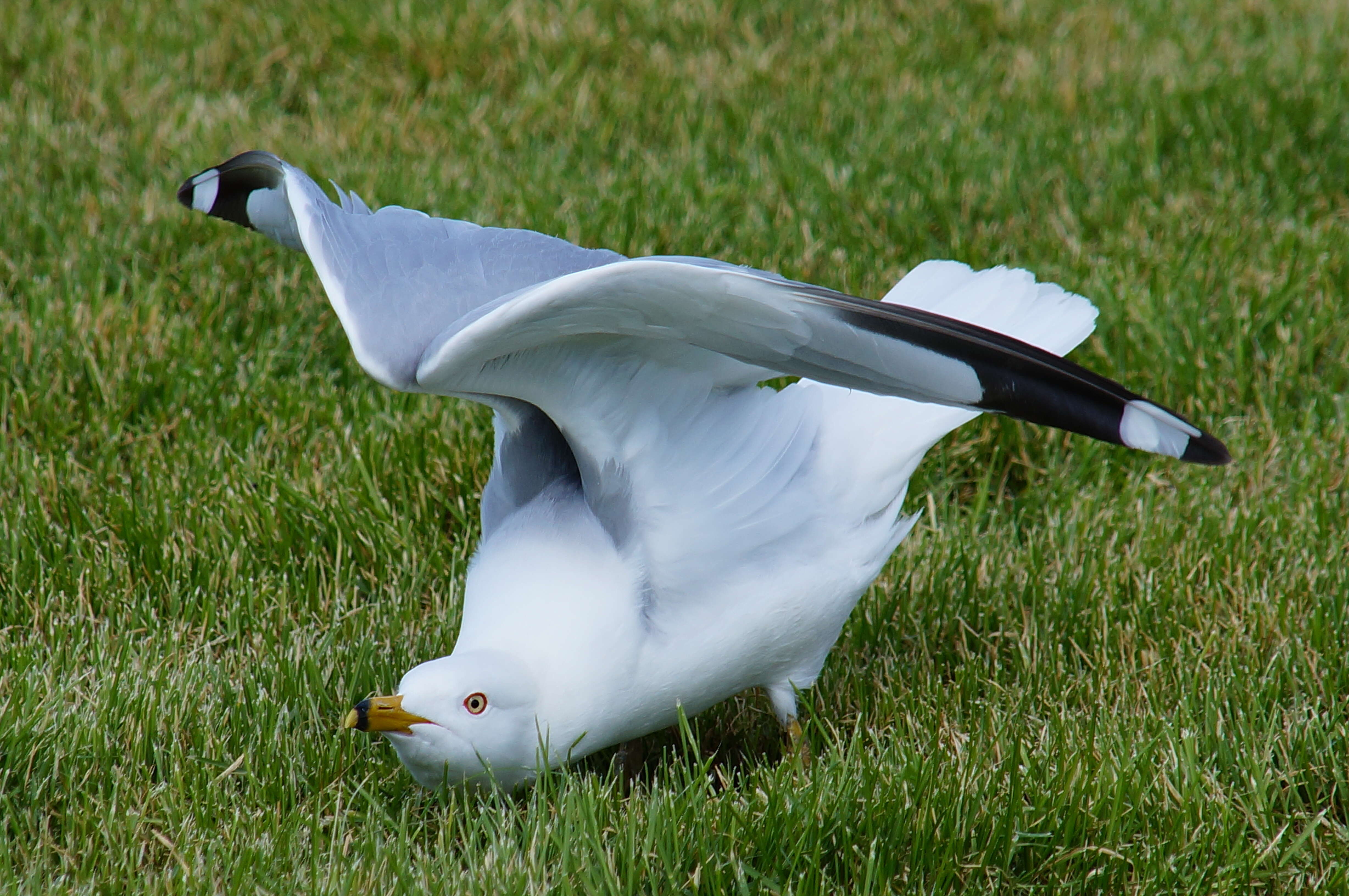 Image of Ring-billed Gull