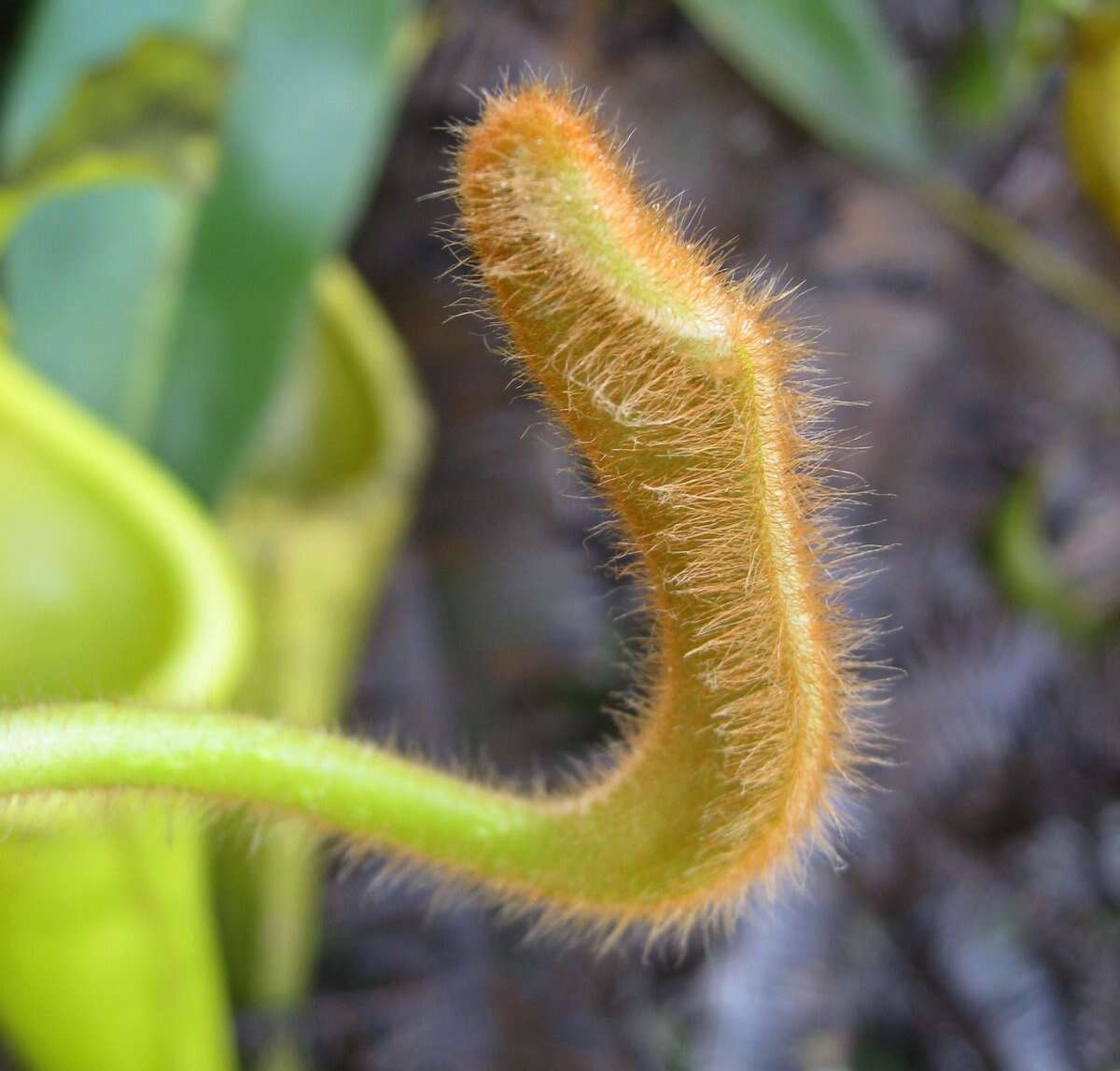 Image of Nepenthes chaniana C. Clarke, Chi. C. Lee & S. McPherson