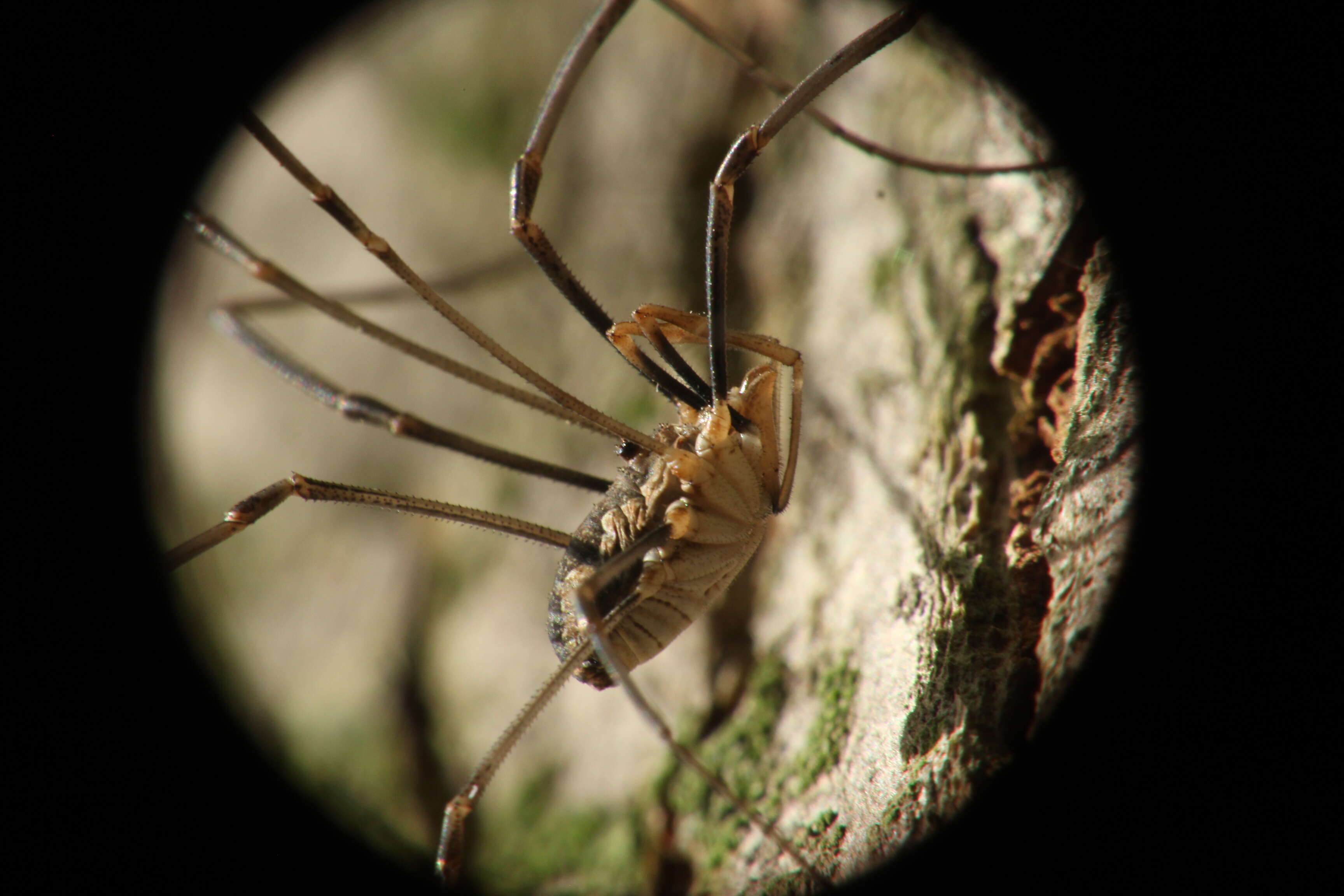 Image of Daddy longleg