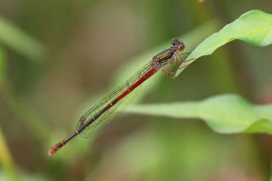 Image of small red damselfly