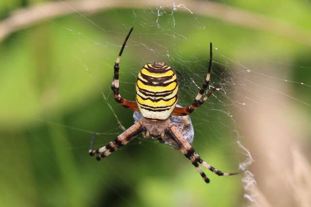 Image of Barbary Spider