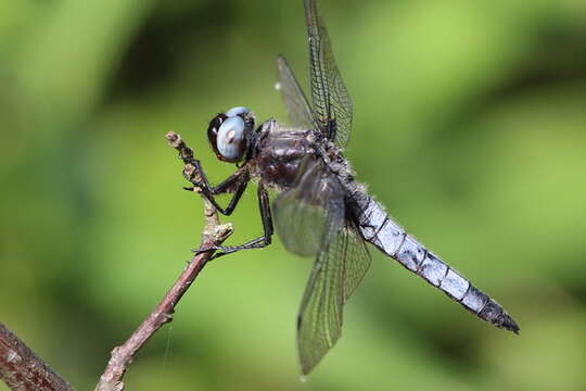 Image of Blue Chaser