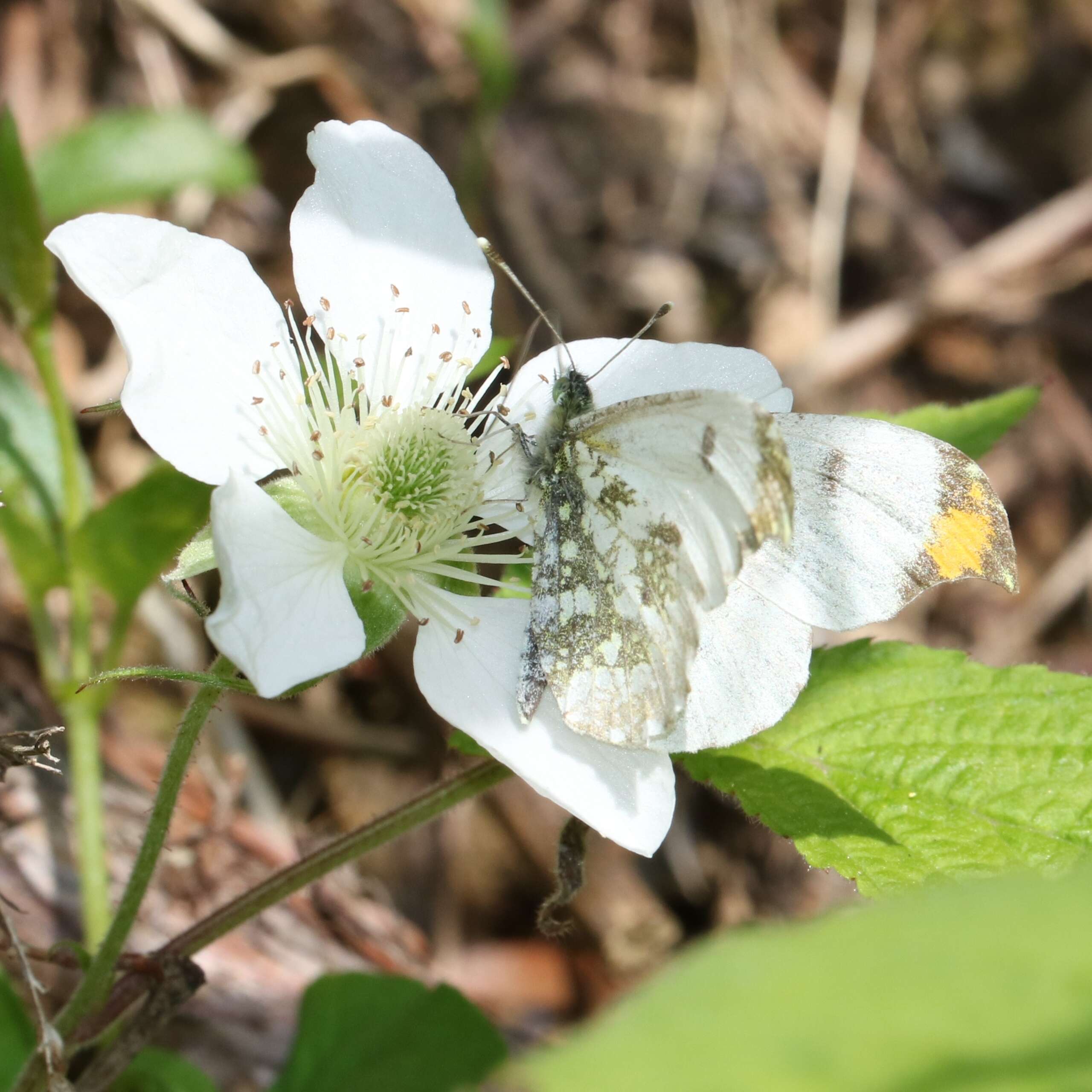 Image de Anthocharis scolymus Butler (1866)