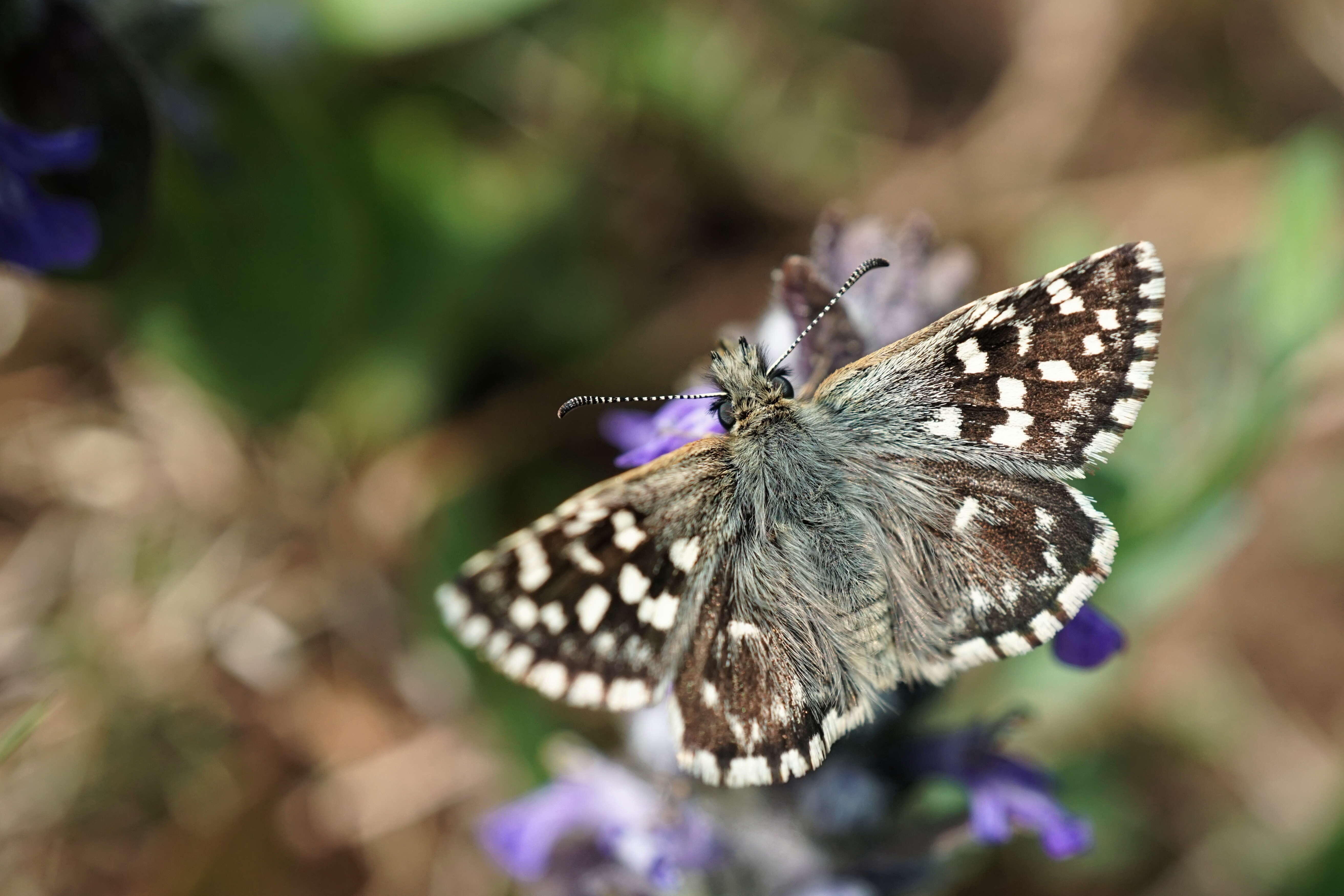 Image of Grizzled skipper