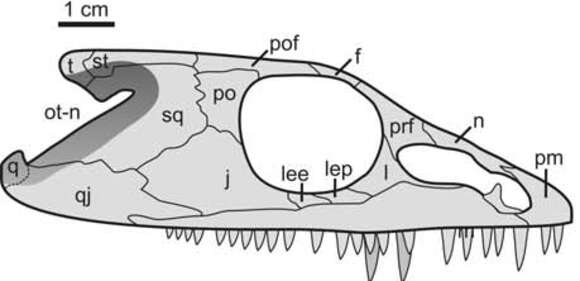 صورة Trematopidae