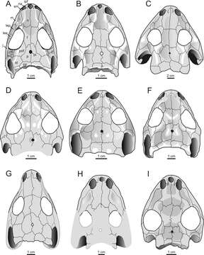 Image of Dissorophidae