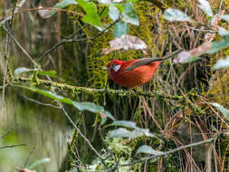 Image of Red Warbler