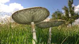 Plancia ëd Chlorophyllum molybdites (G. Mey.) Massee ex P. Syd. 1900