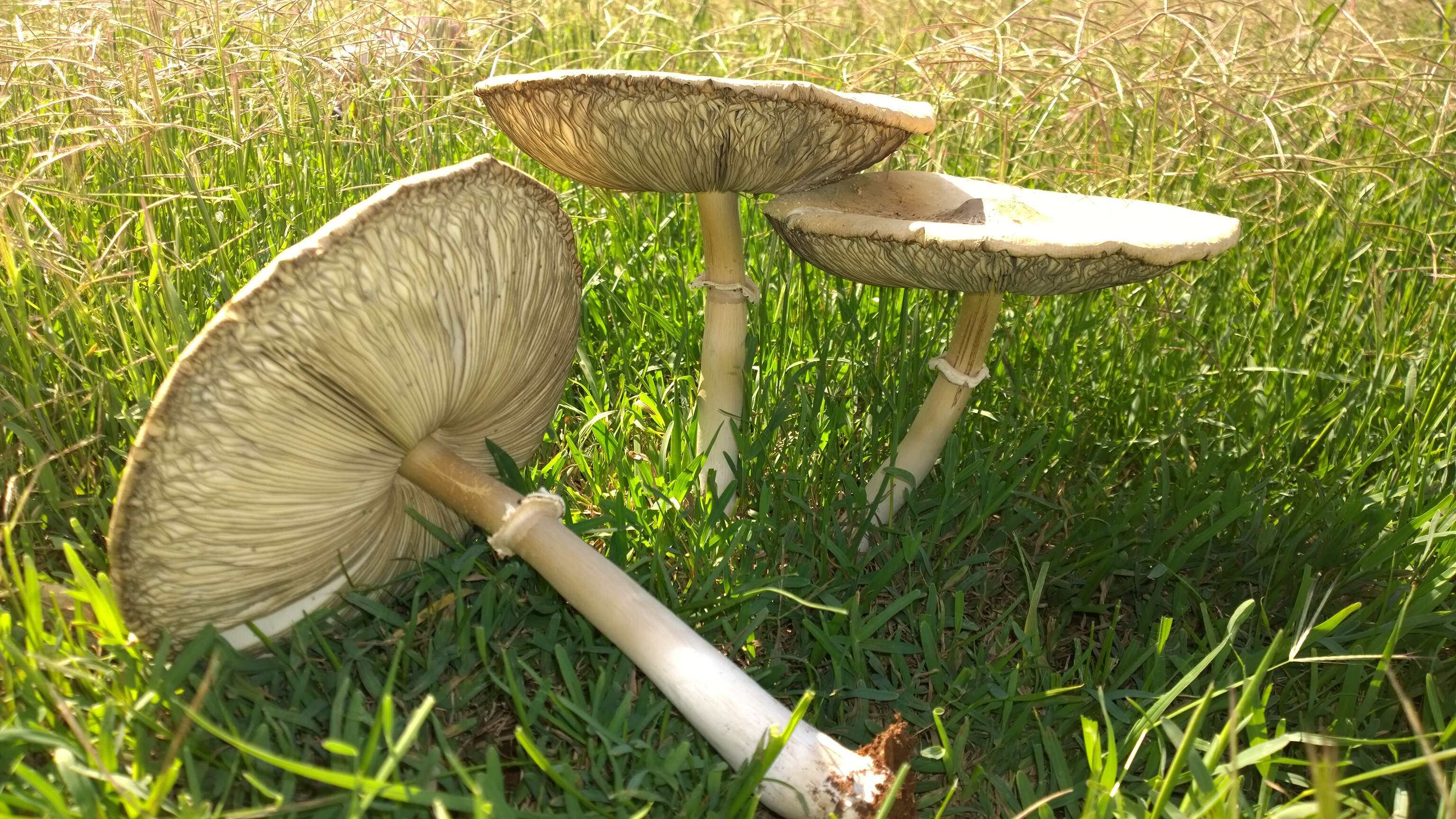 Plancia ëd Chlorophyllum molybdites (G. Mey.) Massee ex P. Syd. 1900