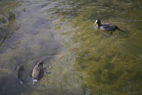 Image of Common Coot