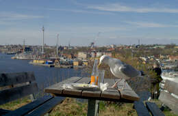 Image of European Herring Gull