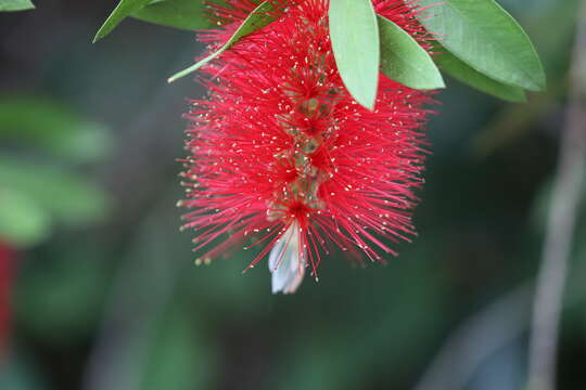 صورة Callistemon citrinus (Curtis) Skeels