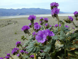 Image of calthaleaf phacelia